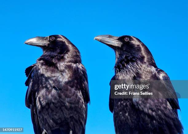 portrait of two ravens, caldera de taburiente national park, la palma - zwei tiere stock-fotos und bilder