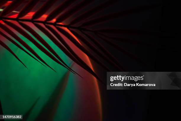 a leaf of a tropical plant. the shadow of a palm leaf with an unusual multicolored light. сoncept of a southern night disco. - palm tree stock pictures, royalty-free photos & images