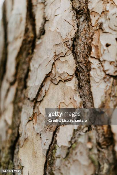 close up of tree bark, abstract brown nature background - plant bark stock pictures, royalty-free photos & images
