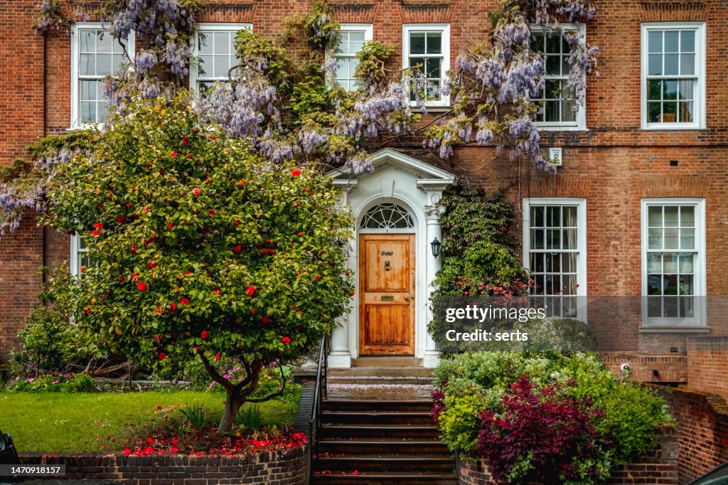 Gemütliche Stadtreihenhäuser mit schönen Glyzinien sinensis in Kensington und Chelsea, London, England, Großbritannien.