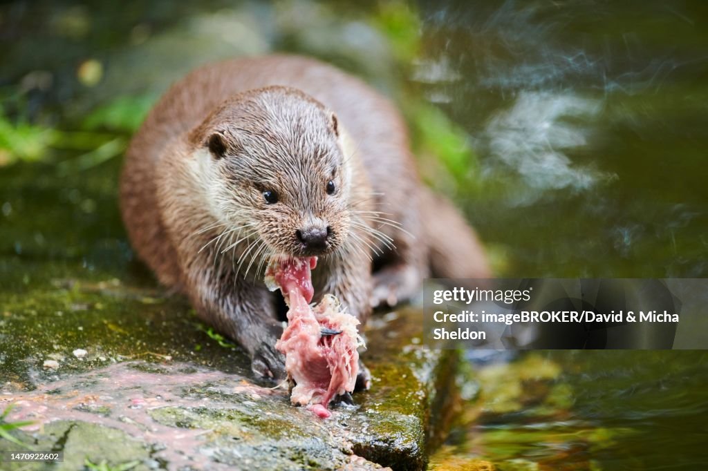 Bariva Fish Eurasian Otter Eating A Fish Bavaria Germany High-Res Stock Photo ...