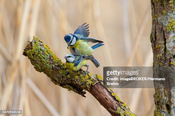 blue tit (parus caeruleus) mating, germany - begattung kopulation paarung stock-fotos und bilder