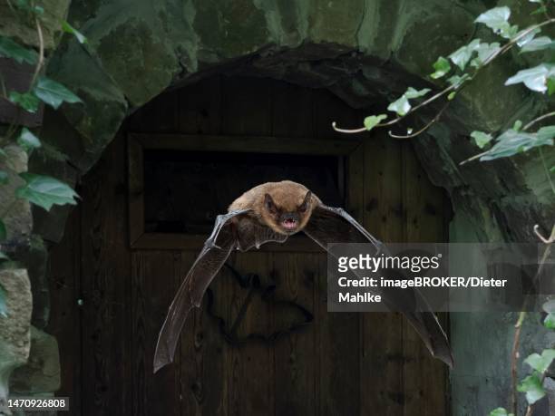 common pipistrelle (pipistrellus pipistrellus) in flight from the summer roost, north rhine-westphalia, germany - bat animal 個照片及圖片檔