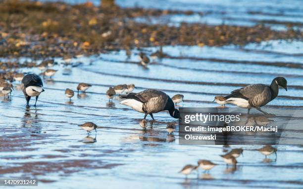 brent goose (branta bernicla) and dunlins in devon, england, united kingdom - dunlin bird stock pictures, royalty-free photos & images