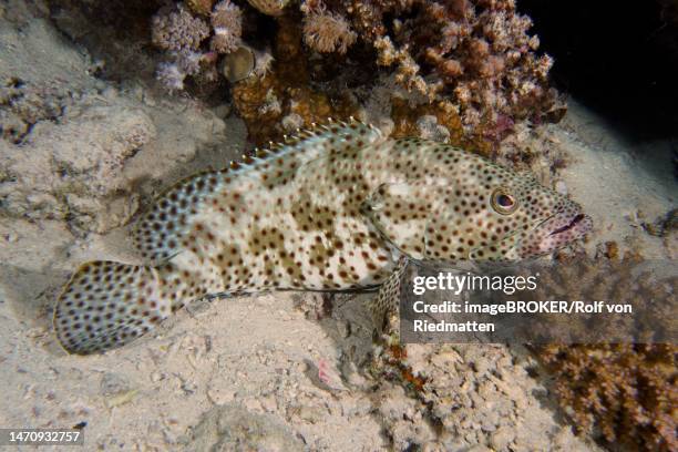 greasy grouper (epinephelus tauvina), house reef dive site, mangrove bay, el quesir, red sea, egypt - greasy grouper stock illustrations