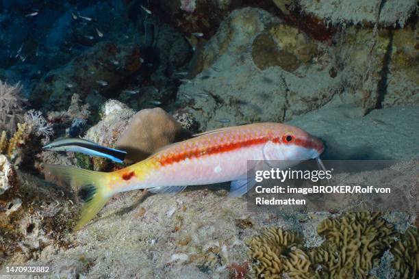 red sea goatfish (parupeneus forsskali), dive site house reef, mangrove bay, el quesir, red sea, egypt - parupeneus stock illustrations