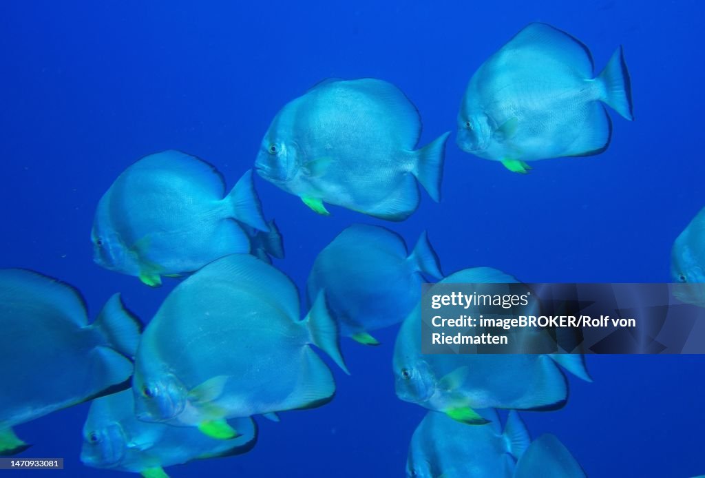 Group of roundhead batfish (Platax orbicularis) against a solid blue background, Ras Mohammed National Park dive site, Sinai, Egypt, Red Sea