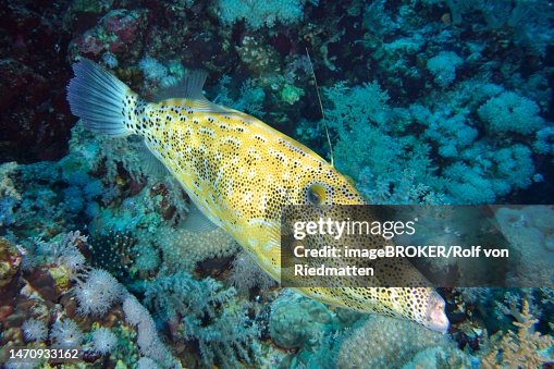 Filefish Drawing Scrawled Filefish Daedalus Reef Dive Site Egypt Red Sea High-Res Vector ...