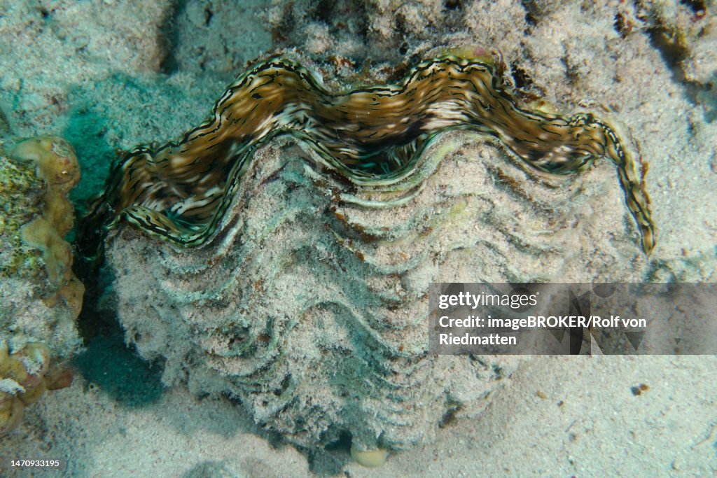Fluted giant clam (Tridacna squamosa), House Reef dive site, Mangrove Bay, El Quesir, Red Sea, Egypt