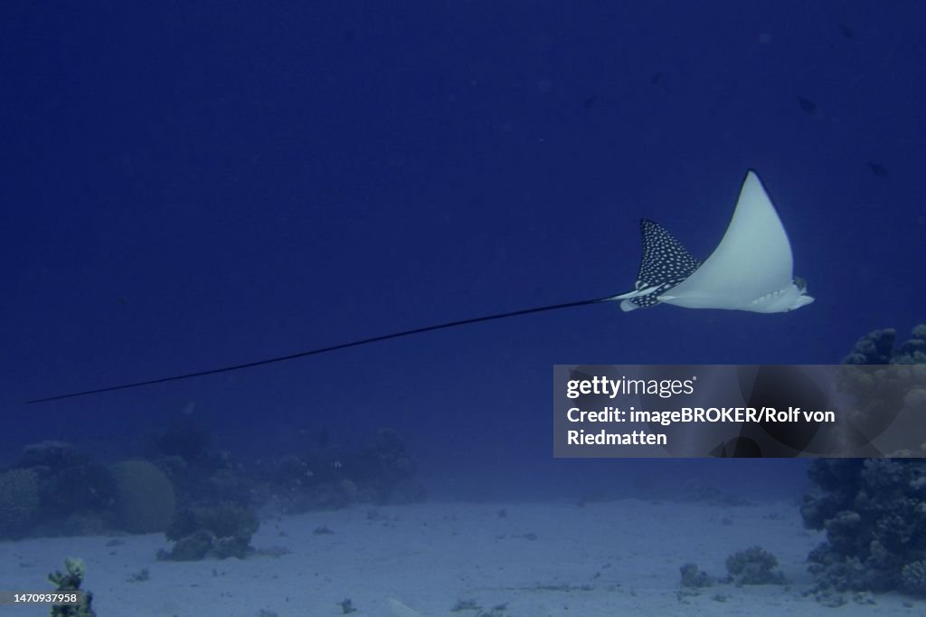 Spotted eagle ray (Aetobatus narinari), House reef dive site, Mangrove Bay, El Quesir, Red Sea, Egypt