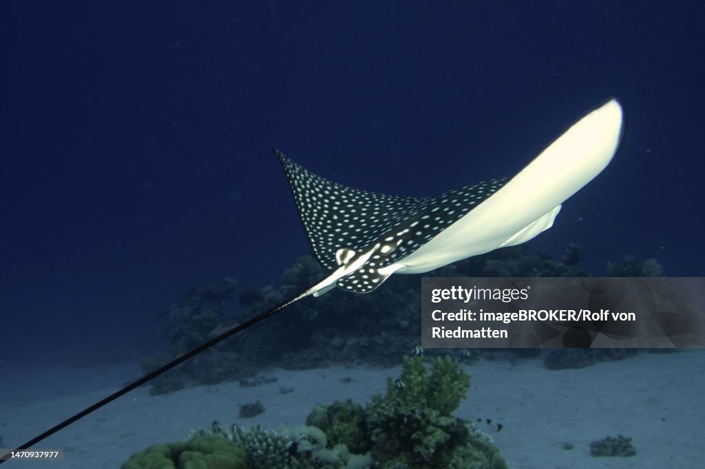 Spotted eagle ray (Aetobatus narinari), House reef dive site, Mangrove Bay, El Quesir, Red Sea, Egypt