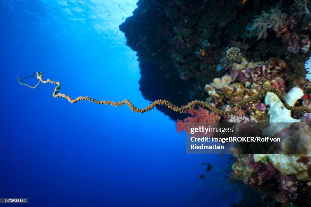 Twisted spiral wire coral (Cirrhipathes spiralis), Daedalus Reef dive site, Egypt, Red Sea