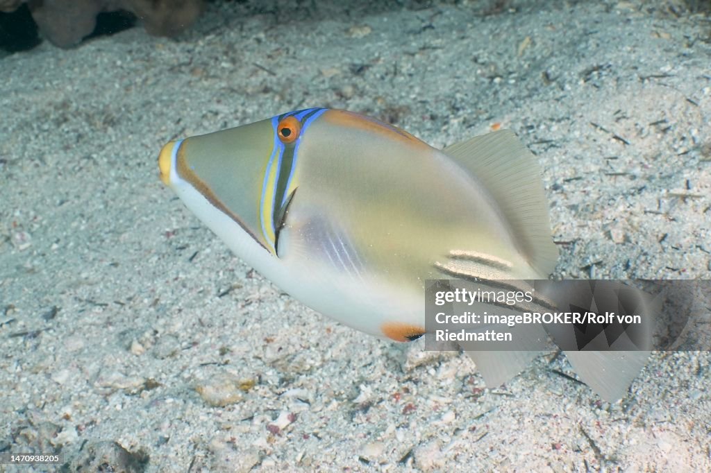 Arabian arabian picasso triggerfish (Rhinecanthus assasi), Dive Site House Reef, Mangrove Bay, El Quesir, Red Sea, Egypt