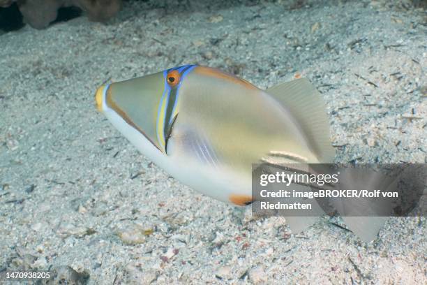 arabian arabian picasso triggerfish (rhinecanthus assasi), dive site house reef, mangrove bay, el quesir, red sea, egypt - picasso stock illustrations