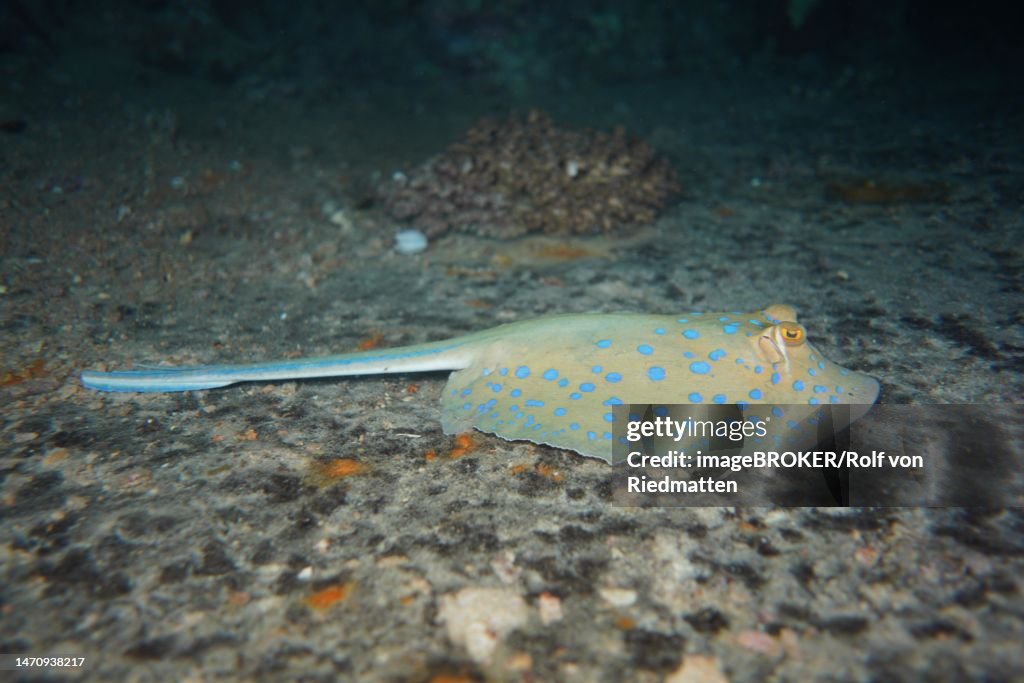 Bluespotted ribbontail ray (Taeniura lymma) resting on the wreck of the Thistlegorm. Dive site Thistlegorm wreck, Sinai, Egypt, Red Sea