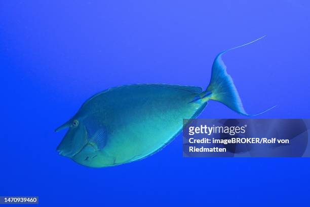 bluespine unicornfish (naso unicornis) in front of a solid blue background, exempt. dive site ras mohammed national park, sinai, egypt, red sea - acanthuridae stock illustrations