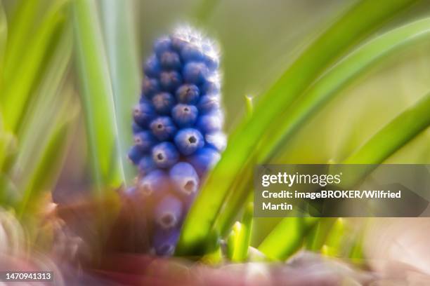 grape hyacinth (muscari botryoides), picturesque, impressionistic, hesse, germany - muscari botryoides stock pictures, royalty-free photos & images