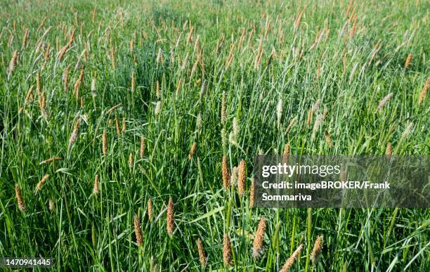meadow foxtail (alopecurus pratensis), flowering, lower saxony, germany - alopecurus stock pictures, royalty-free photos & images