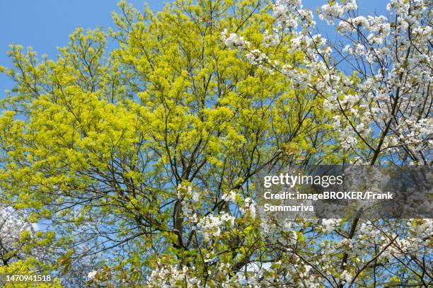 norway maple (acer platanoides), yellow flowering and wild cherry (prunus avium), white flowering, in spring, thuringia, germany - flowering maple tree stock pictures, royalty-free photos & images