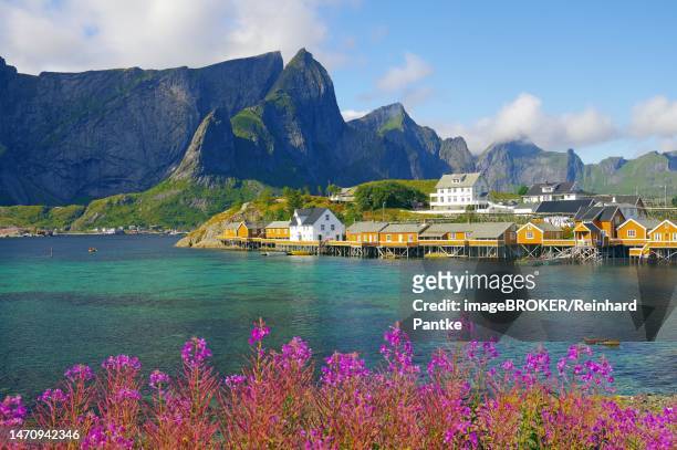 arctic willowherbs, crystal clear water, yellow rorbus by the water and high rugged mountains by the reinefjorden, holiday, tourism, sakrisoey, lofoten, nordland, norway - adelfilla enana fotografías e imágenes de stock