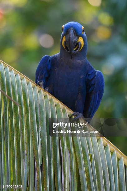 hyacinth macaw (anodorhynchus hyacinthinus)perched in a tree in pantanal - hyacinth macaw stock pictures, royalty-free photos & images