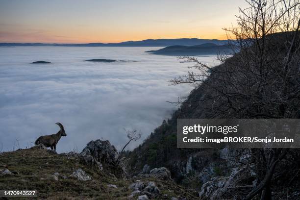 alpine ibex (capra ibex), in front of valley with fog, sunset, hohe wand nature park park, lower austria, austria - capricorn stock pictures, royalty-free photos & images