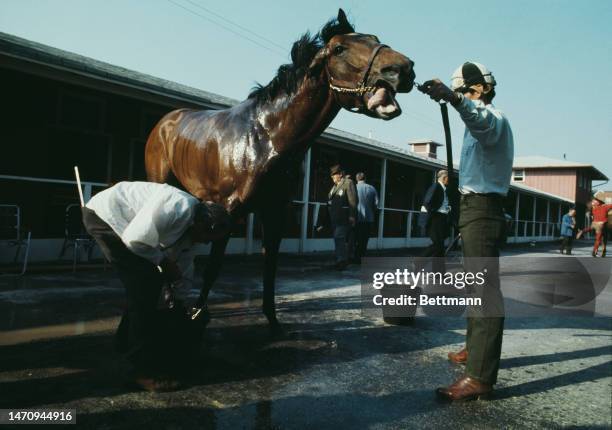 Race horse 'Cannonade', the winner of this year's Kentucky Derby, is given a wash at Pimlico Race Course in Baltimore, Maryland, ahead of competing...