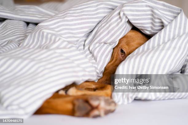 sleepy dog laying under a blanket - cocoon animal stage stock pictures, royalty-free photos & images