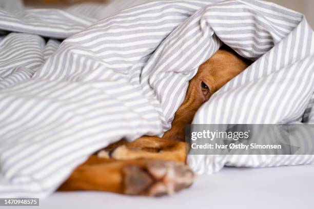 sleepy dog laying under a blanket - under value stock pictures, royalty-free photos & images