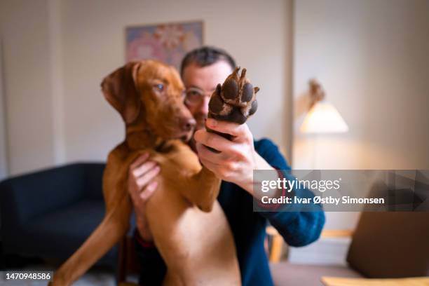 le propriétaire de l’animal vérifie la patte du chien - vizsla photos et images de collection