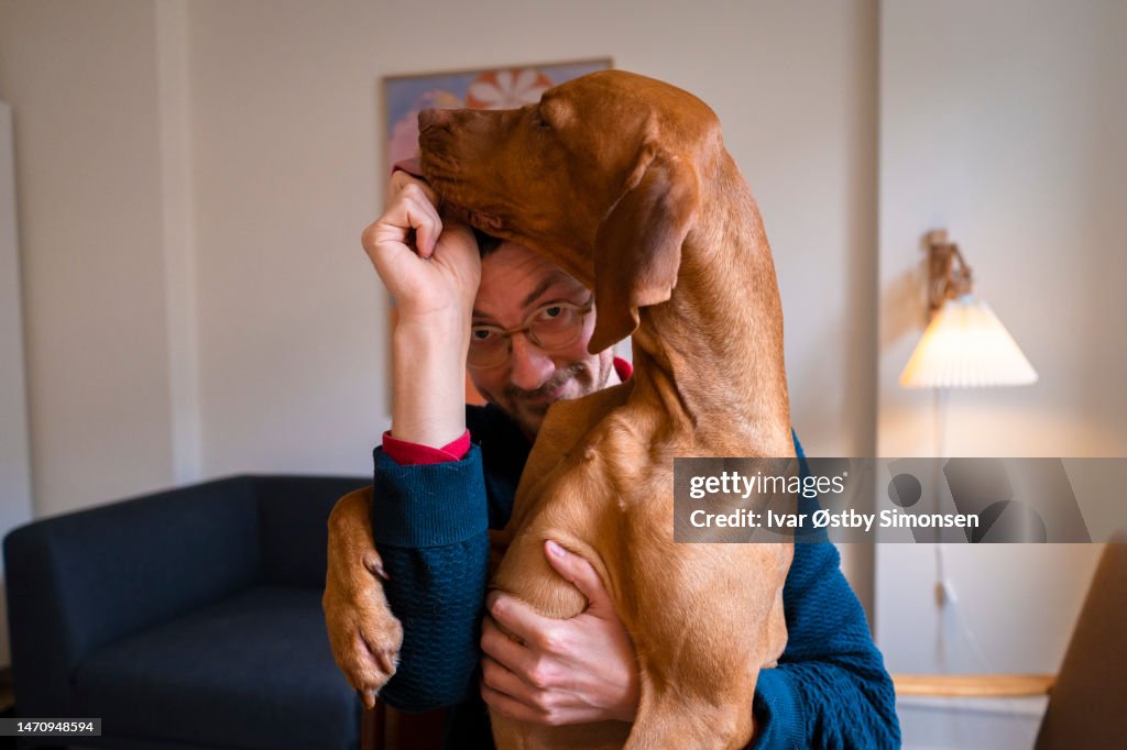 Cão bonito no colo dos proprietários, tentando comer um deleite