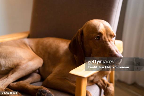 cute vizsla dog enjoying a lazy afternoon - parasitic stock pictures, royalty-free photos & images