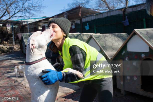 animal shelter volunteer caring for dog - tolerant dog stock pictures, royalty-free photos & images