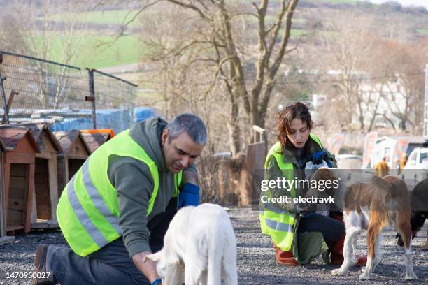 animal shelter volunteers - red glove stockfoto's en -beelden