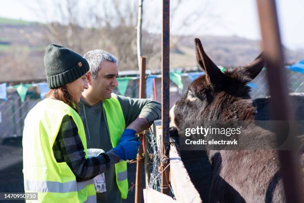 animal shelter volunteers - working animal stock pictures, royalty-free photos & images