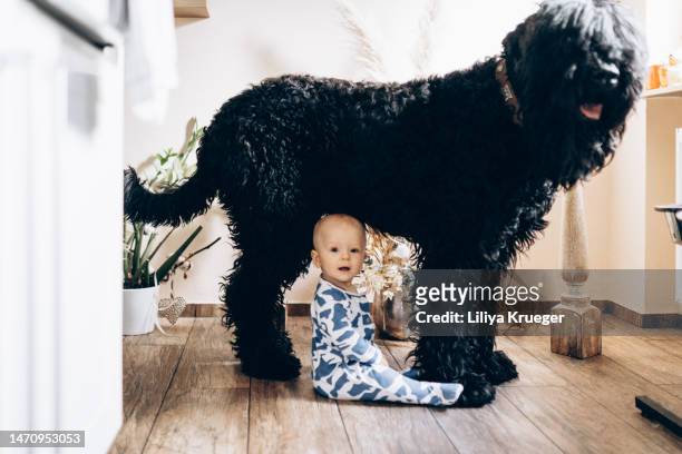 little baby with big black dog. - baby animals stock-fotos und bilder