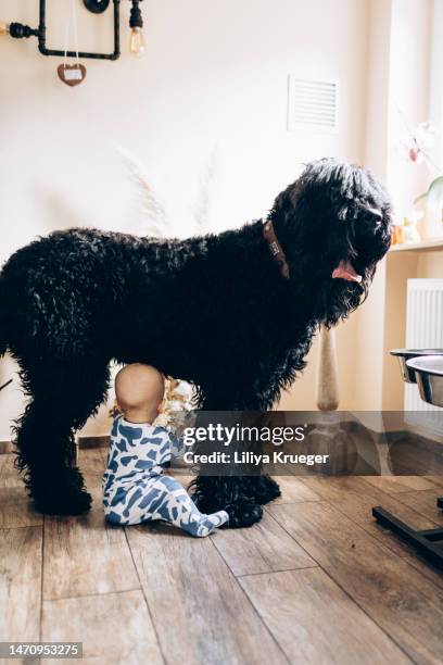 little baby with big black dog. - big dog little dog stock-fotos und bilder