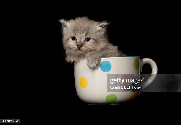 cute gray kitten in cup