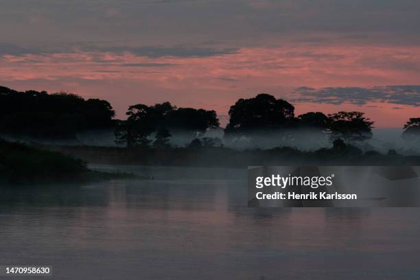 sunrise in the pantanal wetlands - pantanal wetlands stock-fotos und bilder