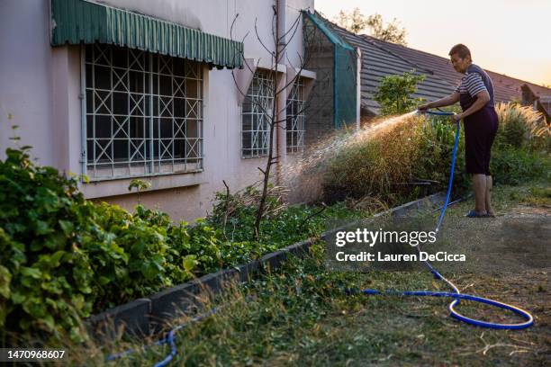 Kawiporn "Auntie Tim" Vinijthaopatom waters her vegetable garden at sunrise before tending to the 80 rescue dogs that live at her home on March 03,...