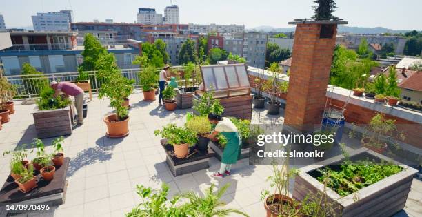 personas trabajando en el jardín de la azotea - jardín urbano fotografías e imágenes de stock