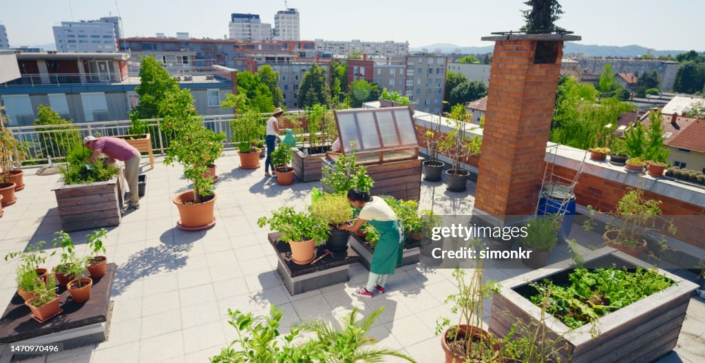 People working on roof garden