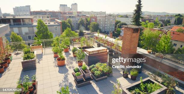vegetable plants pots on roof garden - terraced field stockfoto's en -beelden