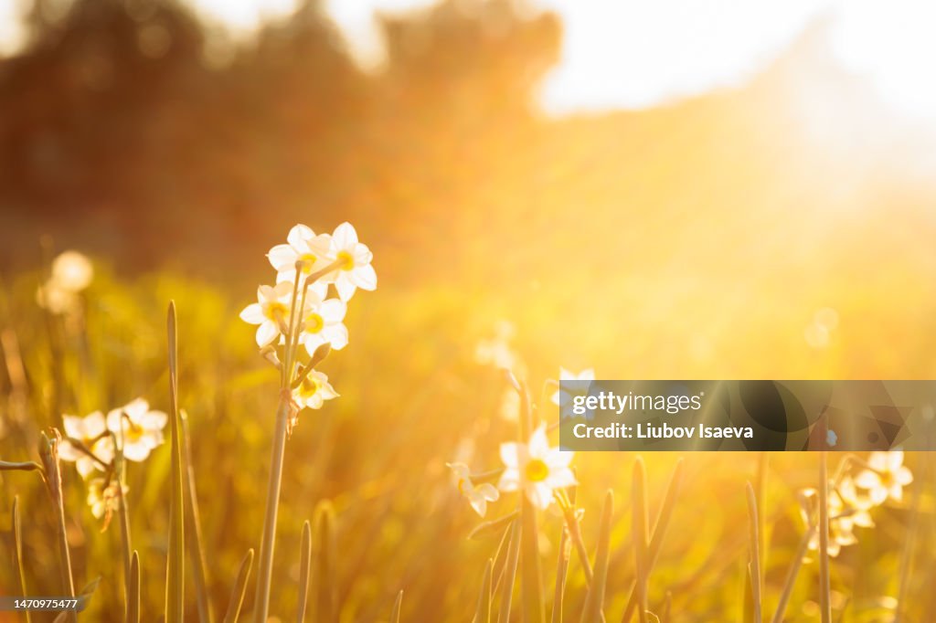 Wild mediterranean white daffodils flowers on a sunny meadow during golden hour