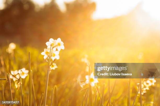 wild mediterranean white daffodils flowers on a sunny meadow during golden hour - flor silvestre fotografías e imágenes de stock