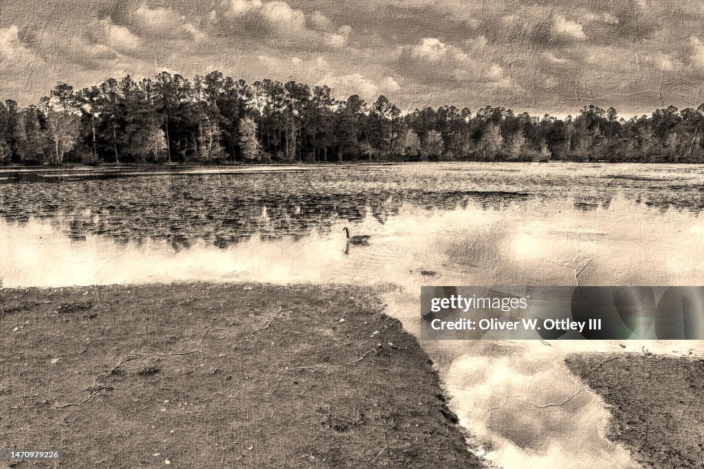 Quack of Dawn