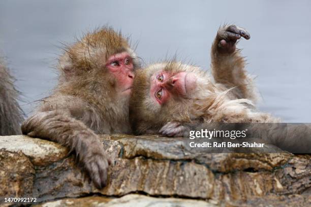 affection among macaques - djurfamilj bildbanksfoton och bilder