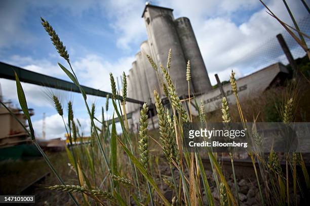 Wheat grows in front of grain silos at Lecureur SA's cereal plant in Val de la Haye, near Rouen, France, on Saturday, June 23, 2012. European Union...