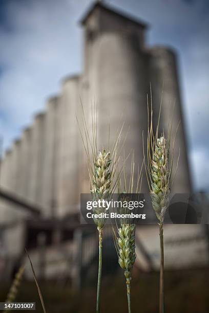 Ears of wheat stand in front of grain silos at Lecureur SA's cereal plant in Val de la Haye, near Rouen, France, on Saturday, June 23, 2012. European...