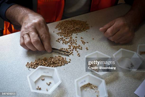 An employee selects grains to be tested at Lecureur SA's cereal plant in Val de la Haye, near Rouen, France, on Saturday, June 23, 2012. European...